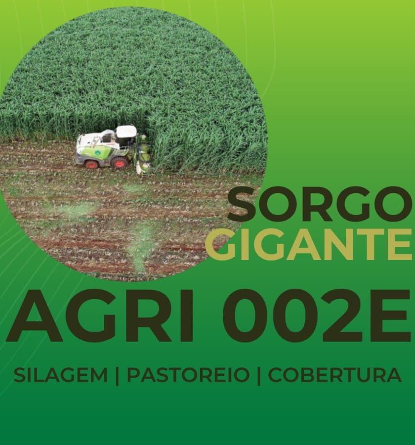 SORGO GIGANTE AGRI 002E - 1