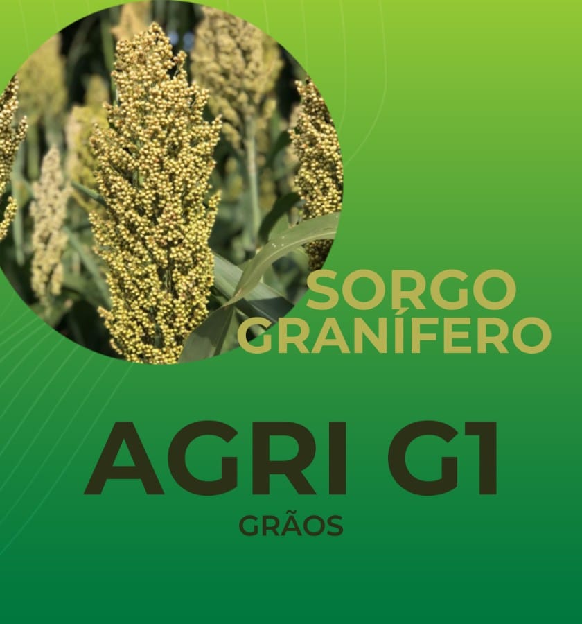 SORGO GRANIFERO AGRI G1 - 1